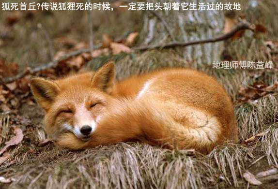 陈益峰狐死首丘是地理师的基本素质